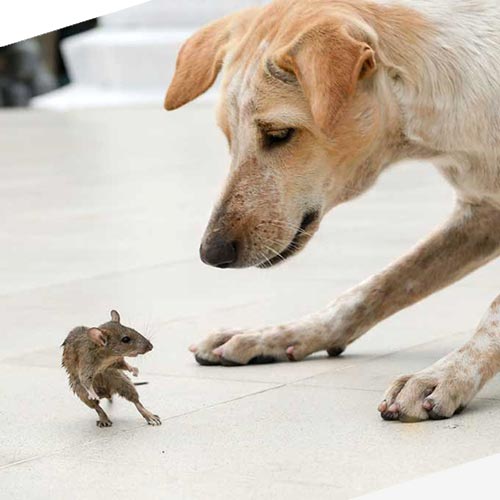 Ποντίκι στο σπίτι και σκύλος